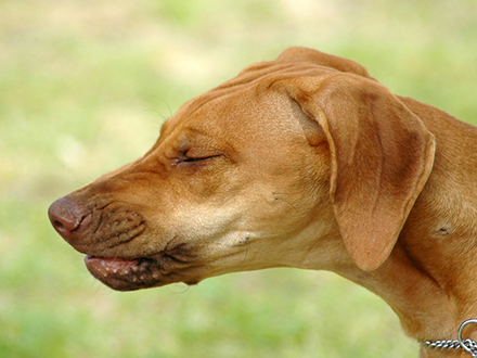 Um perro aperreado passa um perrengue - Nomes Científicos