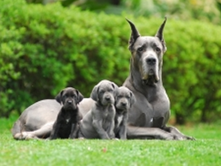 Dogue Alemão - Raças de Cão